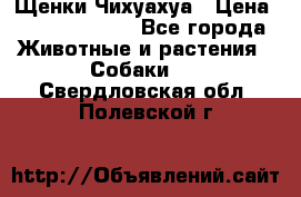 Щенки Чихуахуа › Цена ­ 12000-15000 - Все города Животные и растения » Собаки   . Свердловская обл.,Полевской г.